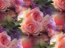 roses background