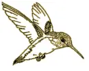 hummingbird