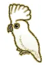 cockatoo