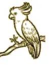 parrot