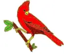 cardinal