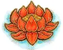 orange waterlily