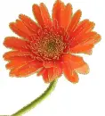 gerbera