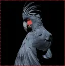 palm cockatoo