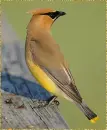 bombycilla