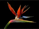 strelitzia