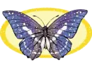 butterfly