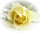 Happy Birthday on a yellow rose