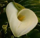 cala lilies