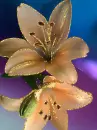 lilies