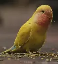 agapornis