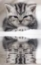 gray cat