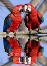 parrot pair