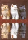 3 cat