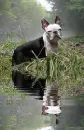 boston terrier