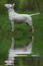 bull terrier