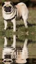 pug