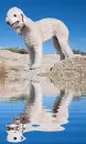 bedlington terrier