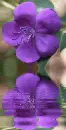 clematis