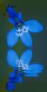 lobelia