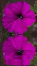 petunia