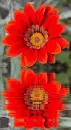 gazania