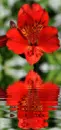 red asiatic lily