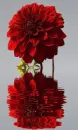 red dahlia
