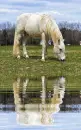 andalusian horse