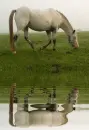 appaloosa horse