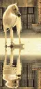 white arabian horse