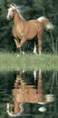 palomino horse