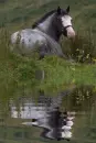 grey pony