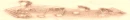 Treasure of Rose Gold Music Divider
