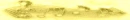 Treasure of Champagne Music Divider