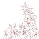lilies