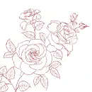 roses