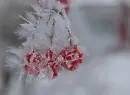 Winter ~ background