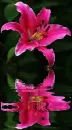 lily