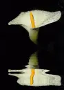 calla lily