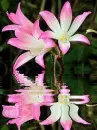lily