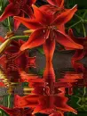 lily