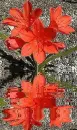 lily