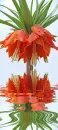 fritillaria