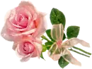 pink rosas