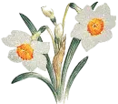 narcissus