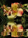 asiatic lily