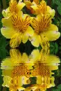 yellow asiatic lily