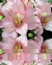 pink asiatic lily