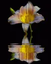 lily